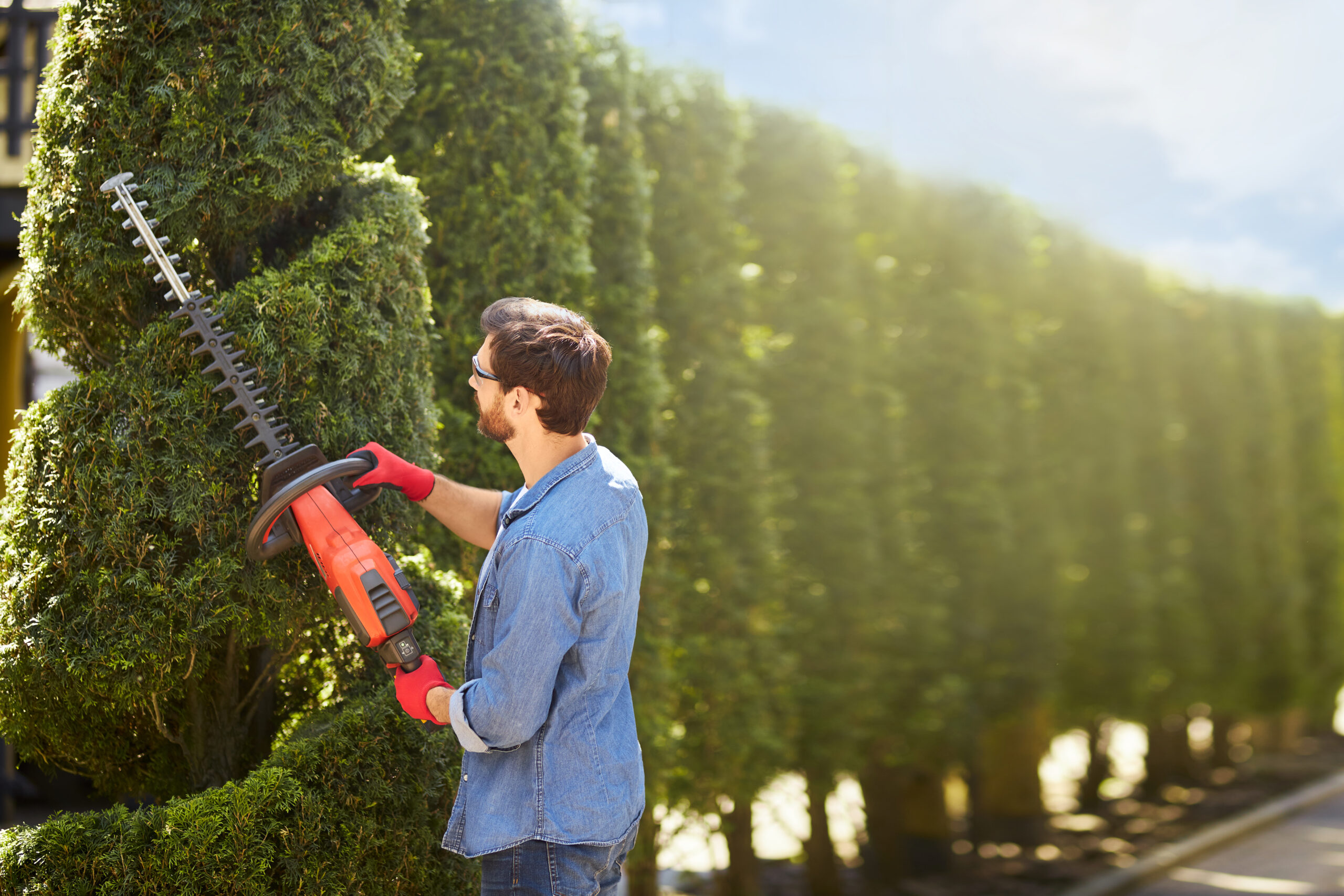 Professional male gardener trimming thuja with hedge clippers in sunny morning.